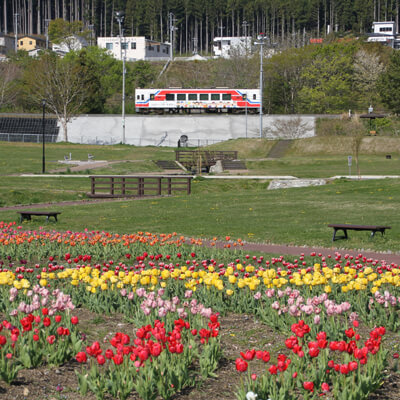 船越公園チューリップ画像